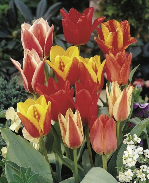 Tulp Kaufmanniana Mix (par multiples de 100 pièces)